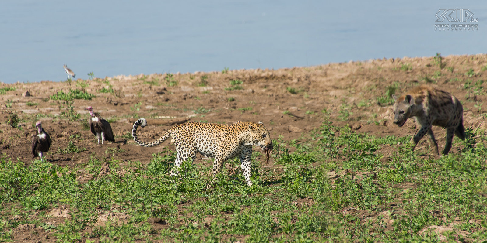 South Luangwa - Luipaard en hyena Van zodra het luipaard een stuk vlees heeft bemachtigd loopt hij er mee weg en plots komt er ook nog een hyena aan die een stukje wil. Stefan Cruysberghs